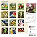 Parrots 2017 Square