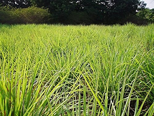 Lemongrass Plant--2 Containers in 4 Inch Size! Also Known As Fever Grass, Cymbopogon Citratus Lemongrass Plant--2 Containers in 4 Inch Size! Also Known As Fever Grass, Cymbopogon Citratus