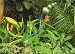 Search : Collectible Post Card: THE DAPPLED SCARLET IKEBANA WITH AQUA AND LIME STEMS by Dale Chihuly, Garfield Park Conservatory, Chicago, 2001, Photo by Teresa N. Rishel, copyright 2002 Portland Press