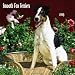Fox Terriers, Smooth 2009 Square Wall Calendar
