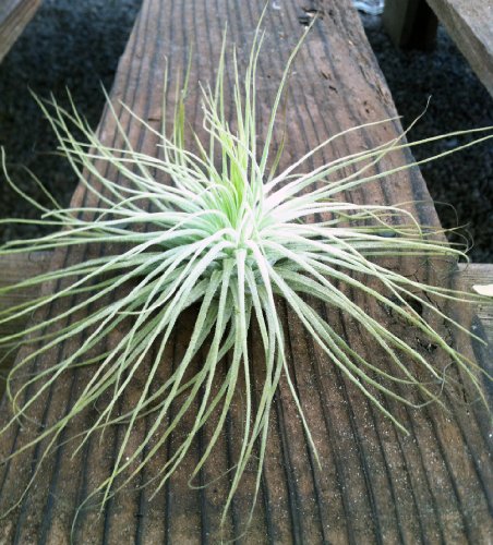 Image #1 of Airplant Tillandsia Magnusiana