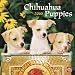 chihuahua13 - Chihuahua Puppies 2010 Square 12 x 12 Wall