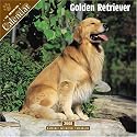Golden Retriever 2008 Wall Calendar