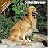 Golden Retriever 2008 Wall Calendar
