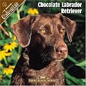 chocolate Labrador Retriever 2008 Wall Calendar