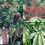 Amazon / Tropical Oasis: Schefflera Actinophylla Umbrella Tree BULK 750 seeds