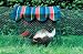 Kittywalk Kabana (GREEN) for cats