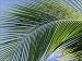 Photo Jigsaw 16x12 (40x30cm) Close-up of palm leaf at Ko Samet Island by Robert Harding