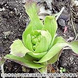 山菜苗　ふきのとう　8株