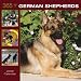 365 Days of German Shepherds 2009 Wall Calendar 12 X 12