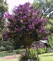 35 PURPLE CREPE MYRTLE Lagerstroemia Flowering Shrub Bush Small Tree Seeds