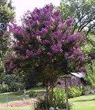 35 PURPLE CREPE MYRTLE Lagerstroemia Flowering Shrub Bush Small Tree Seeds