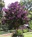 35 PURPLE CREPE MYRTLE Lagerstroemia Flowering Shrub Bush Small Tree Seeds