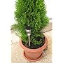Solarlampe Solarleuchte Garten Lampe LED mit Erdsp&hellip von Lioncast