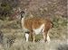 Jigsaw of Guanaco from Ardea