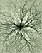 Photographic Prints of Electron flow from Science Photo Library