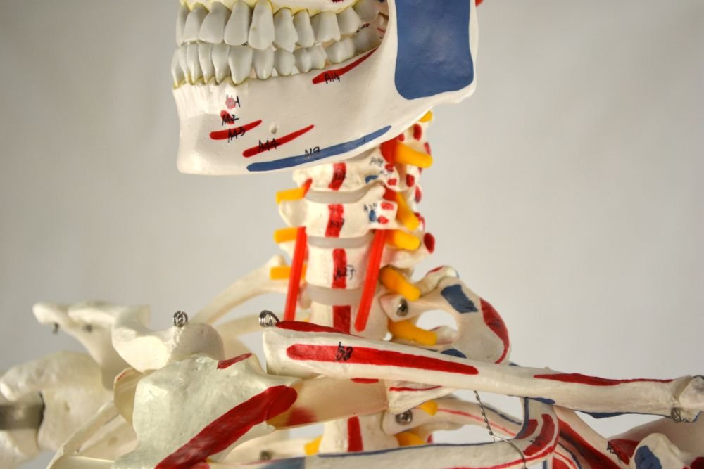 Wellden Life-size Medical Anatomical Human Skeleton Model ...