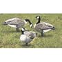 Edge By Expedite Renzos Canada Goose Decoy - 6 Pack