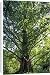 Canvas Prints of CLA-473 Dawn Redwood Tree from Ardea Wildlife Pets