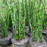 Live Equisetum Horsetail Plants - Bamboo - Zen Koi Pond Evergreen Plant