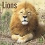 Lions 2010 Square Wall (Multilingual Edition)