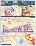 Reproductive System (Quickstudy: Academic)