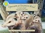 Opossum at Sycamore Road - a Smithsonian's Backyard Book