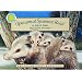 Opossum at Sycamore Road - a Smithsonian's Backyard Book