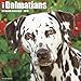 2016 Just Dalmatians Wall Calendar