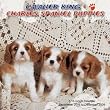 Cavalier King Charles Spaniel Puppies 2009 Wall Calendar