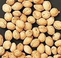 2 KG lose Kirschkerne / Kirschkern für Wärmekissen