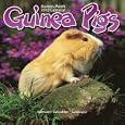 Guinea Pigs 2010 Wall Calendar by Avonside