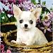 chihuahua9 - Chihuahua Puppies 2010 Mini Wall Calendar