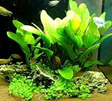 Details zu "Aquarienpflanzen Set für 100-120 l Becken (8)" Details zu "Aquarienpflanzen Set für 100-120 l Becken (8)"