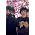 Thumbnail image of Crystal Castles
