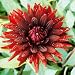 Dahlia decorative African Garden - 3 tubers