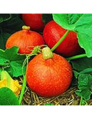 Lawn & Patio: "NEW ITEM" Uchiki Kuri Winter Squash 10 Seeds Very Sweet and Nutty Flavor By Seeds and Things