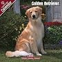 2009 Golden Retriever Wall Calendar