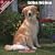 2009 Golden Retriever Wall Calendar