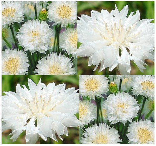 1000 x Tall White Bachelor Button Seed - Centaurea cyanus Flower Seeds - White Cornflower - EXCELLENT CUT FLOWER - By MySeeds.Co 1000 x Tall White Bachelor Button Seed - Centaurea cyanus Flower Seeds - White Cornflower - EXCELLENT CUT FLOWER - By MySeeds.Co
