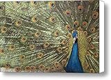 IMAGE OF Peacock Canvas Print / Canvas Art - Artist Michael Hudson
