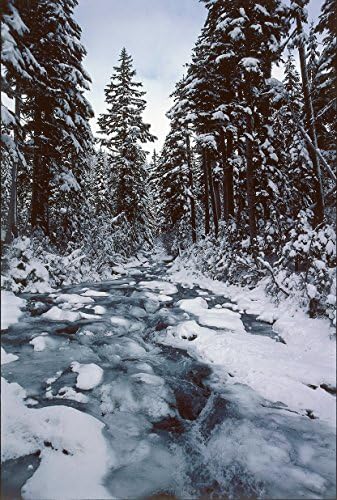 Paradise River #670-Mt. Rainier National Park-Goodall Christmas Cards