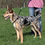 Trixie 1303 EasyWalk-Erziehungsgeschirr, L: 45-65 cm/25 mm