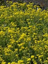 Alyssum saxatile - Felsensteinkraut