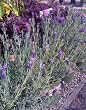 Spanish Lavender "Winter Bee", Two Gallon Plant by Monrovia Growers