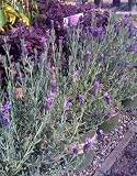 Spanish Lavender Winter Bee, Two Gallon Plant by Monrovia Growers