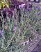 Spanish Lavender "Winter Bee", Two Gallon Plant by Monrovia Growers