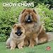 Chow Chows 2012 Square 12X12 Wall Calendar (Multilingual Edition)