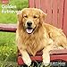 Golden Retrievers Wall Calendar (2017)