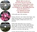 Search : The Guerilla Marketing, Building Effective Lead Capture Web Pages, Sales Letters for Foreign Currrencies Businesses